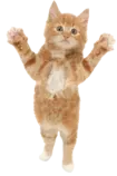 images/cat.png
