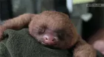 msloth.gif
