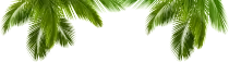 birds/arbol.png