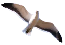birds/gaviota.png