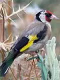 birds/pajaro3.jpg