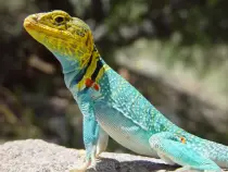 Lizard1.jpg