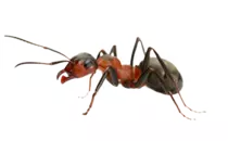 SoundProject/audio/ant.png