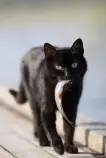 multimedia/gato.jpg