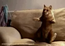 gato.gif